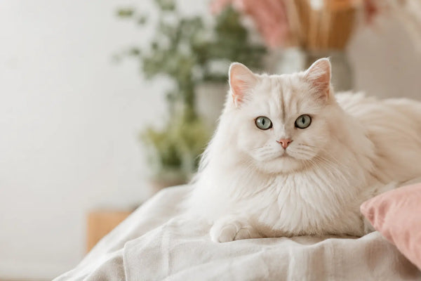 Calm fluffy white cat with clean, clear eyes resting on linen
