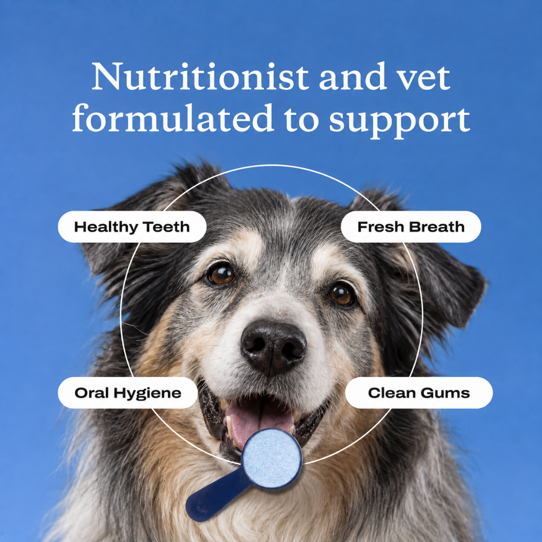 Bowl & Bright Dental Powder