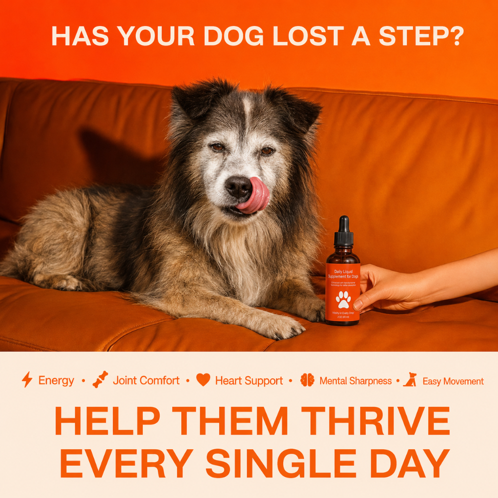 Daily Liquid Supplement For Dogs