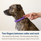 Nuzzle Homecoming Collar — Calming Collar for Newly Adopted Rescue Dogs