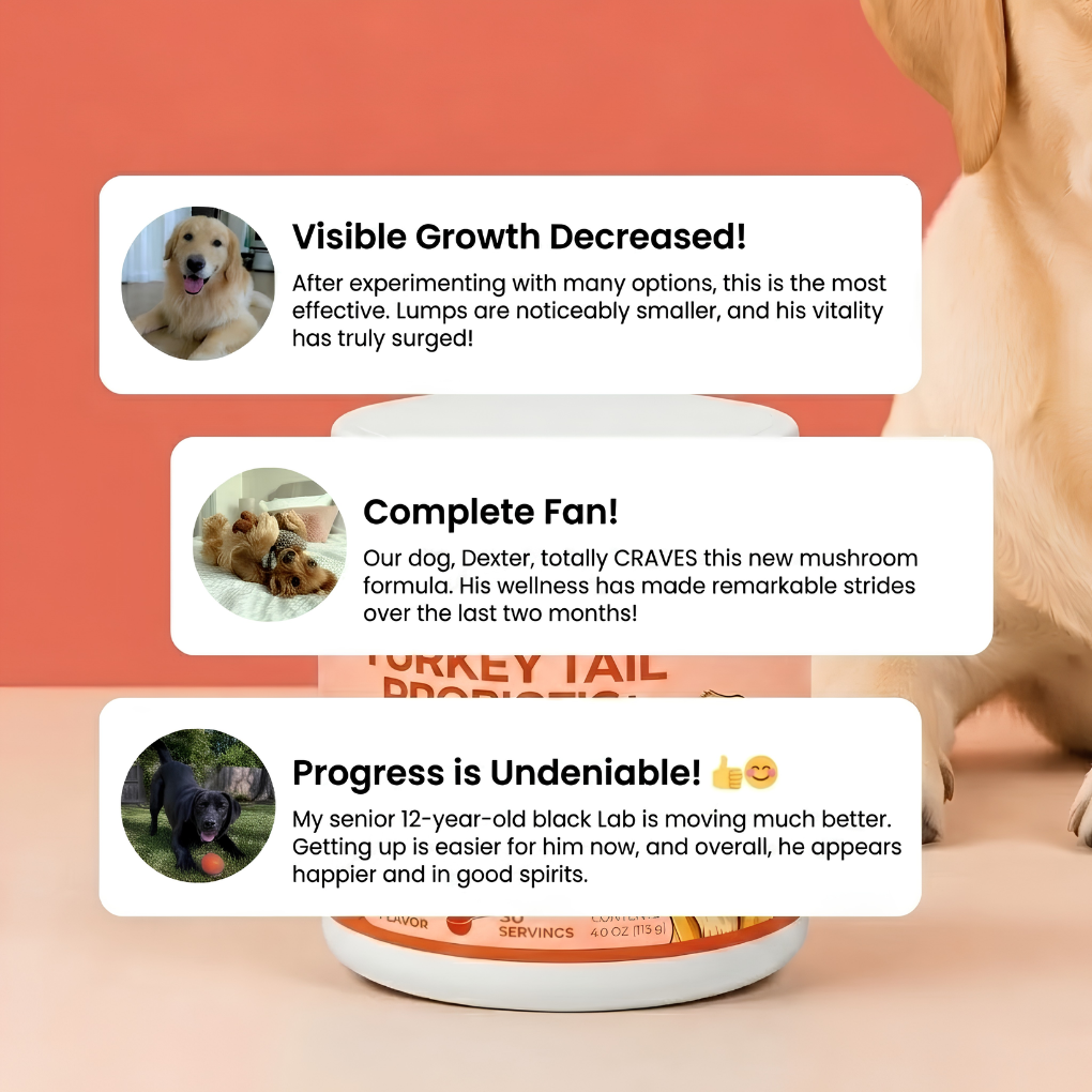 Turkey tail probiotics